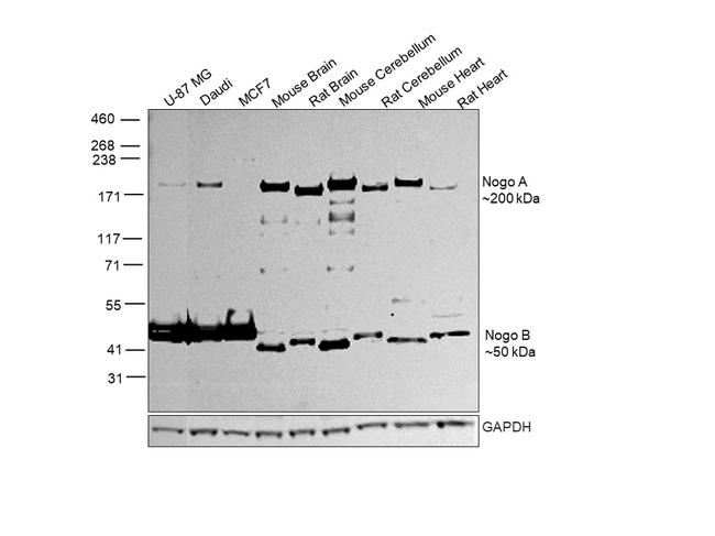 Nogo-A/B Antibody in Western Blot (WB)