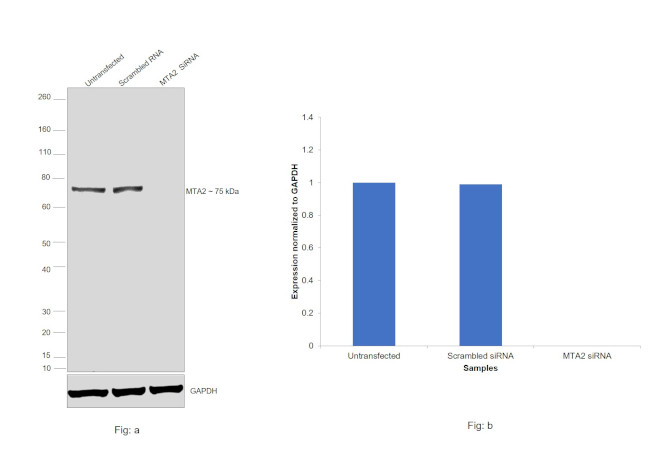 MTA2 Antibody