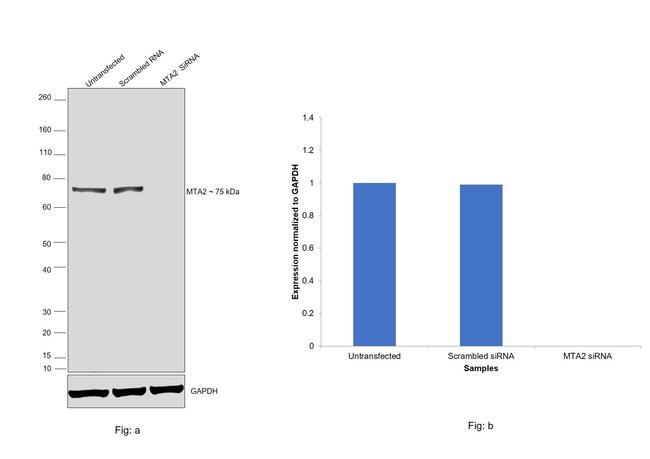 MTA2 Antibody in Western Blot (WB)