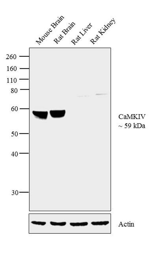 CaMKIV Antibody