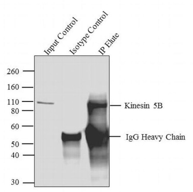 Kinesin 5B Antibody in Immunoprecipitation (IP)