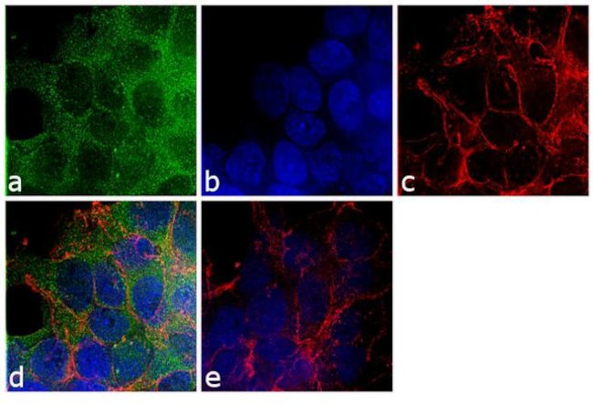 beta-Arrestin 2 Antibody in Immunocytochemistry (ICC/IF)