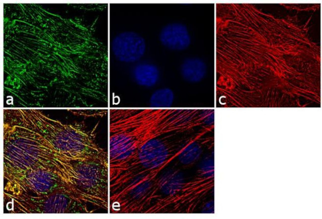 MYO7A Antibody in Immunocytochemistry (ICC/IF)