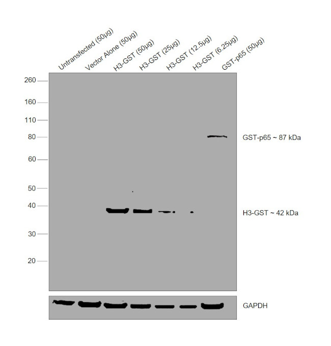 GST Tag Antibody