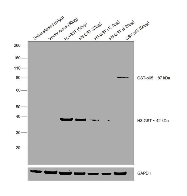 GST Tag Antibody in Western Blot (WB)