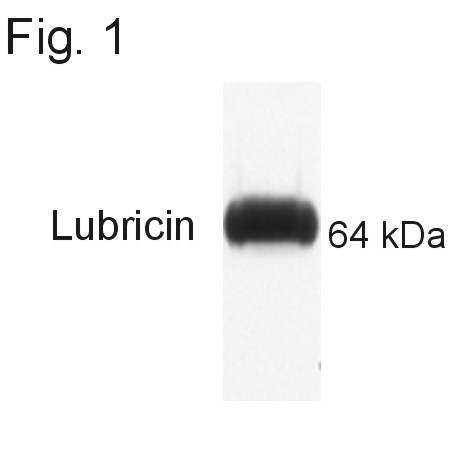 Lubricin Antibody in Western Blot (WB)