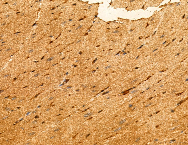 TELO2 Antibody in Immunohistochemistry (Paraffin) (IHC (P))