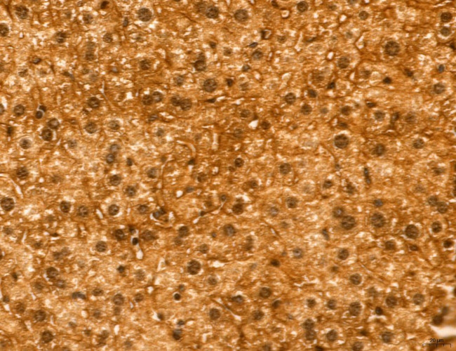 TELO2 Antibody in Immunohistochemistry (Paraffin) (IHC (P))