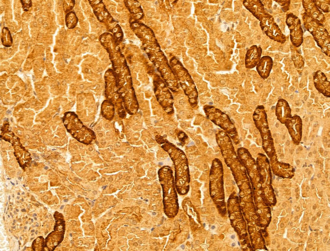 NAPRT1 Antibody in Immunohistochemistry (Paraffin) (IHC (P))