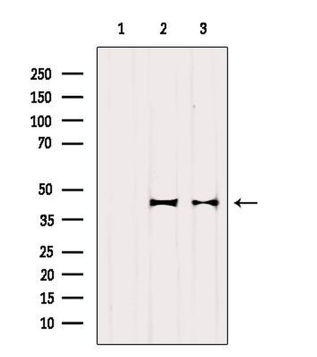 OXA1L Antibody in Western Blot (WB)