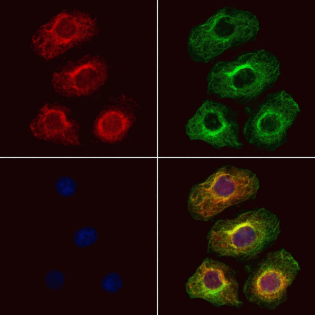 SEC63 Antibody in Immunocytochemistry (ICC/IF)