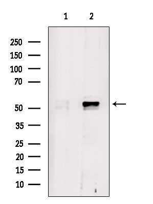 SHMT1 Antibody in Western Blot (WB)