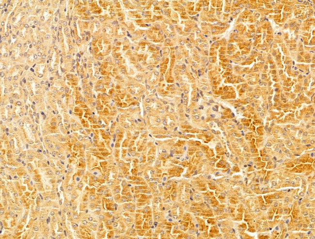 WDR18 Antibody in Immunohistochemistry (Paraffin) (IHC (P))