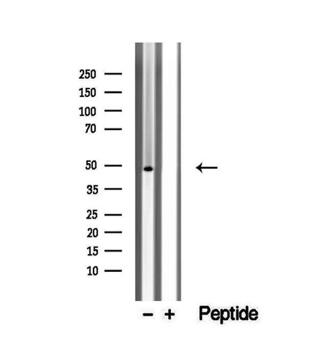 WDR18 Antibody in Western Blot (WB)