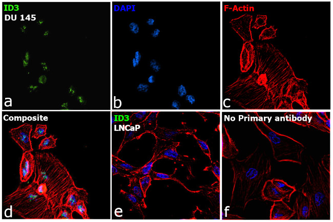 ID3 Antibody in Immunocytochemistry (ICC/IF)