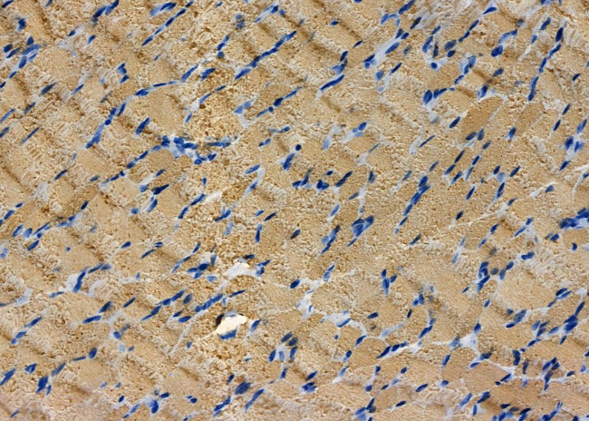 RIC8A Antibody in Immunohistochemistry (Paraffin) (IHC (P))