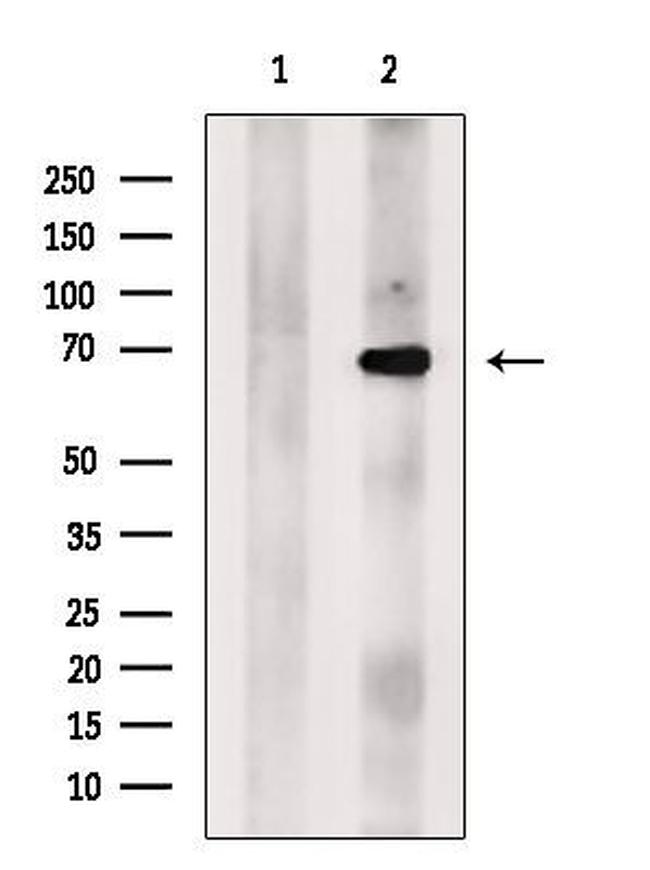 ACTR5 Antibody in Western Blot (WB)