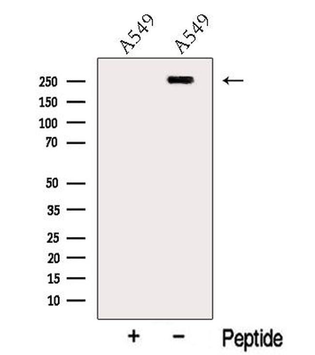 MYOF Antibody in Western Blot (WB)