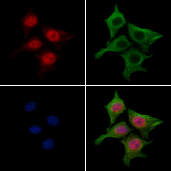 Nap1l4 Antibody in Immunocytochemistry (ICC/IF)