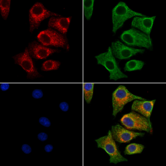 Nucleobindin 1 Antibody in Immunocytochemistry (ICC/IF)