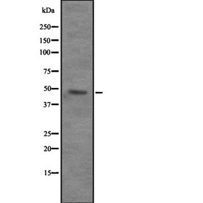 VPS4B Antibody in Western Blot (WB)