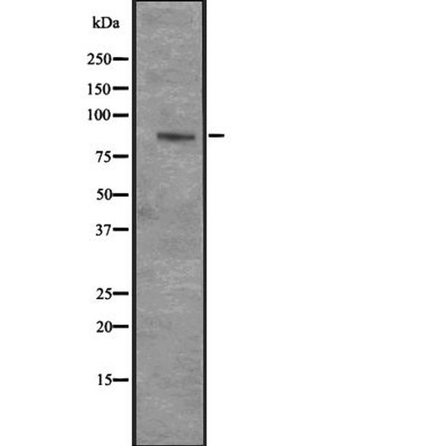 CENPI Antibody in Western Blot (WB)