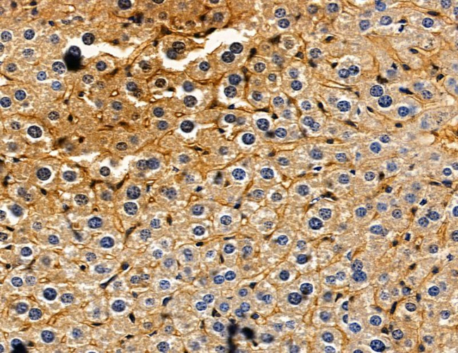 Kallikrein 12 Antibody in Immunohistochemistry (Paraffin) (IHC (P))