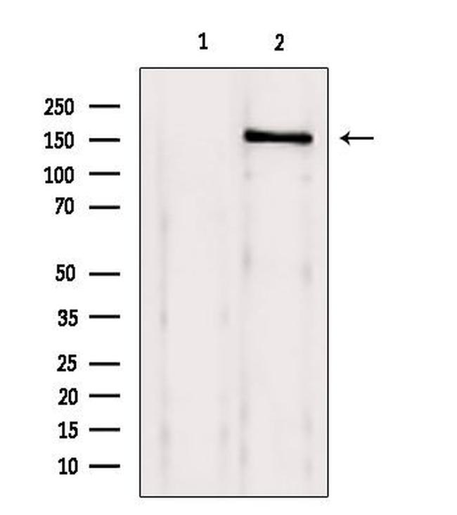 BRD4 Antibody in Western Blot (WB)