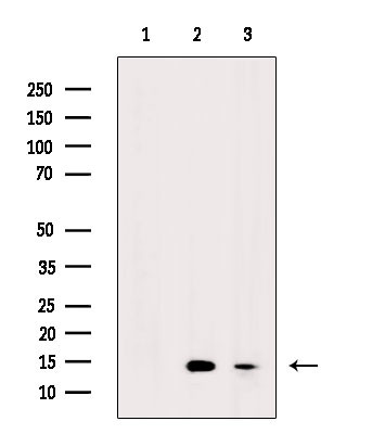 H2AK9ac Antibody in Western Blot (WB)