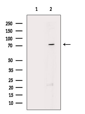 PRC1 Antibody in Western Blot (WB)