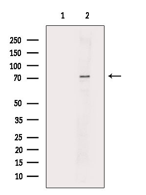 PRC1 Antibody in Western Blot (WB)