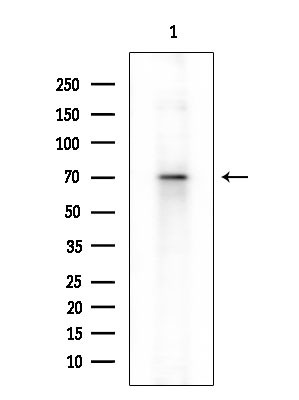 Phospho-SAMHD1 (Thr592) Antibody in Western Blot (WB)