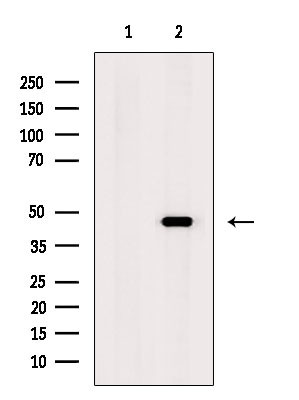 EMP Antibody in Western Blot (WB)