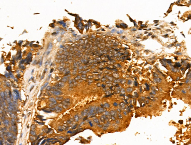 FGF23 Antibody in Immunohistochemistry (Paraffin) (IHC (P))