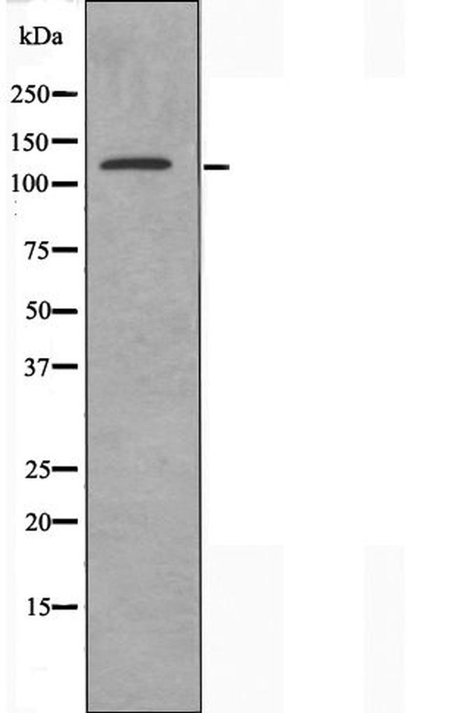 CEP135 Antibody in Western Blot (WB)