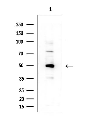 C1QL2 Antibody in Western Blot (WB)