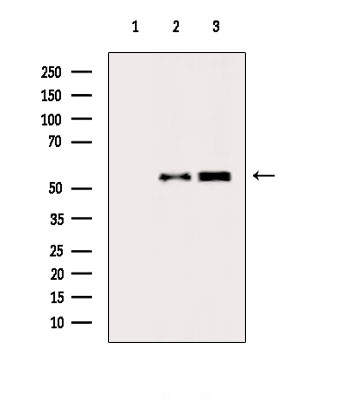 GLRB Antibody in Western Blot (WB)