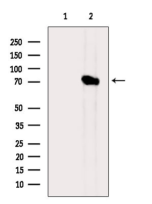 SLC15A1 Antibody in Western Blot (WB)