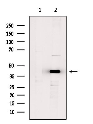 TSSK4 Antibody in Western Blot (WB)