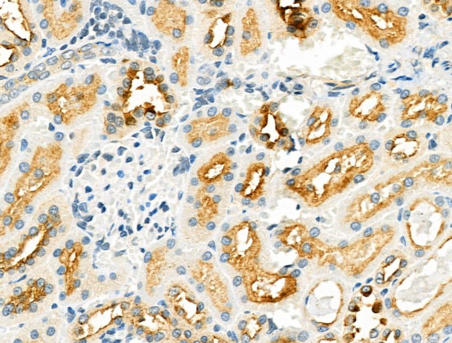 ZP1 Antibody in Immunohistochemistry (Paraffin) (IHC (P))