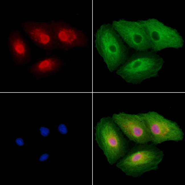 TAIP12 Antibody in Immunocytochemistry (ICC/IF)