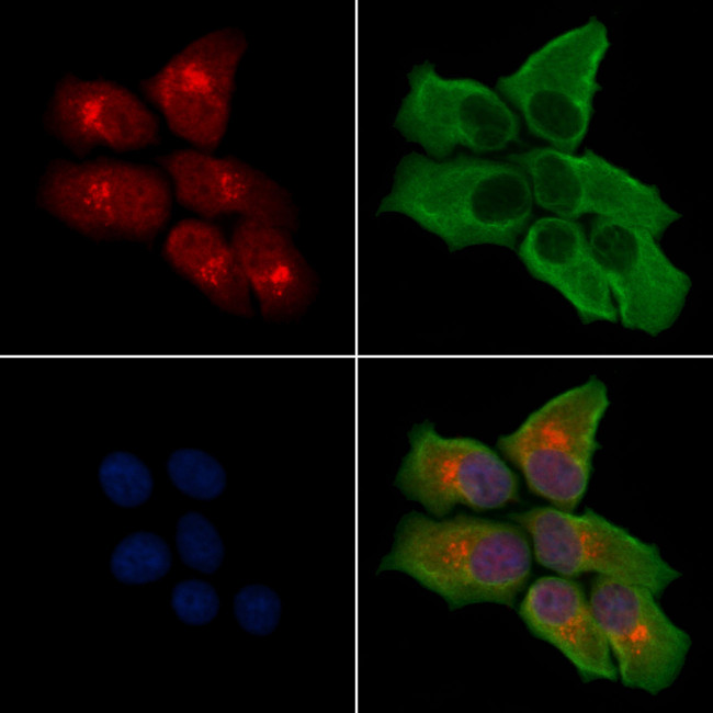 GPR107 Antibody in Immunocytochemistry (ICC/IF)