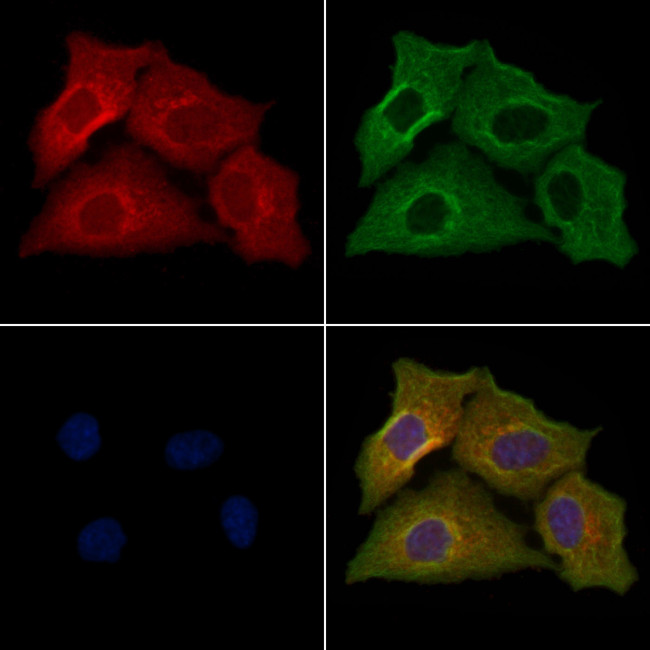 OR10D4P Antibody in Immunocytochemistry (ICC/IF)