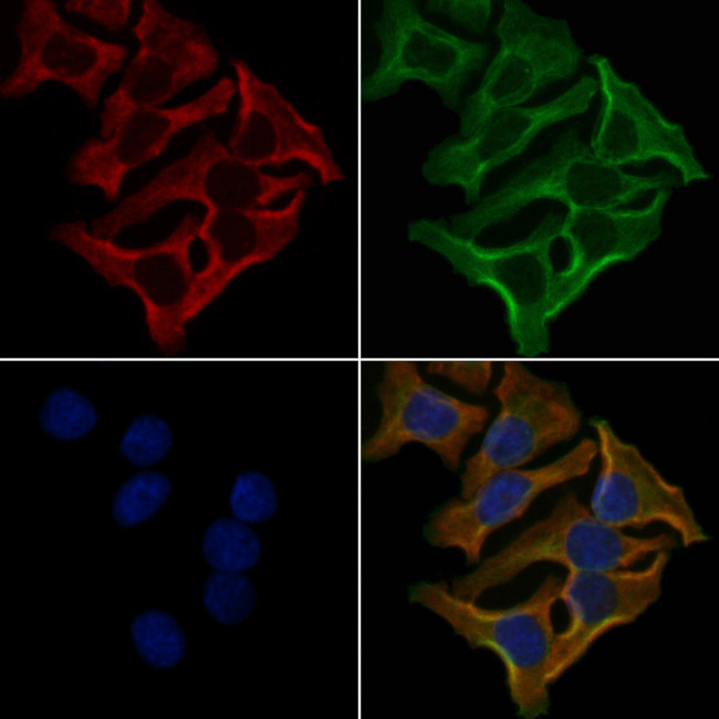 OR2M7 Antibody in Immunocytochemistry (ICC/IF)