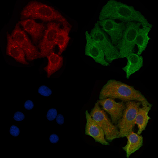 OR4L1 Antibody in Immunocytochemistry (ICC/IF)