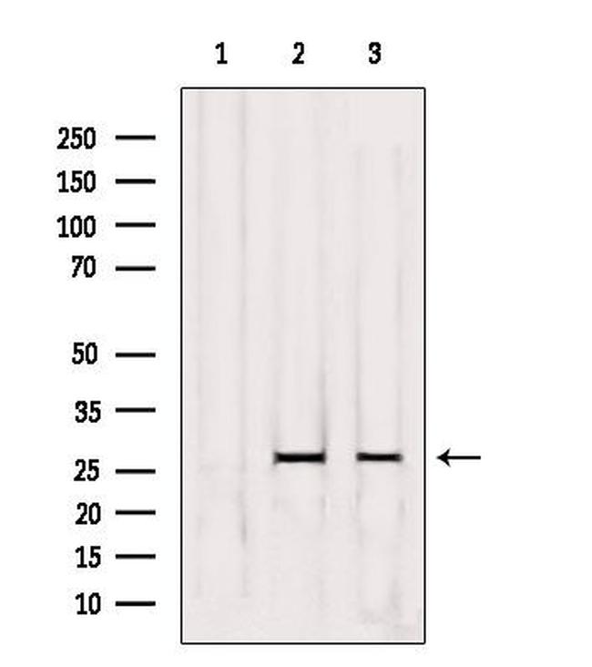 OR5D3 Antibody in Western Blot (WB)