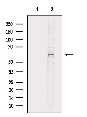 CDC25A Antibody in Western Blot (WB)