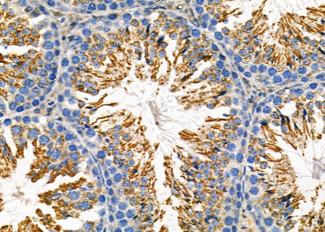 GPX4 Antibody in Immunohistochemistry (Paraffin) (IHC (P))