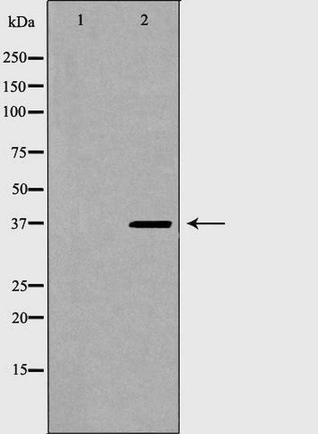 Torsin 1A Antibody in Western Blot (WB)