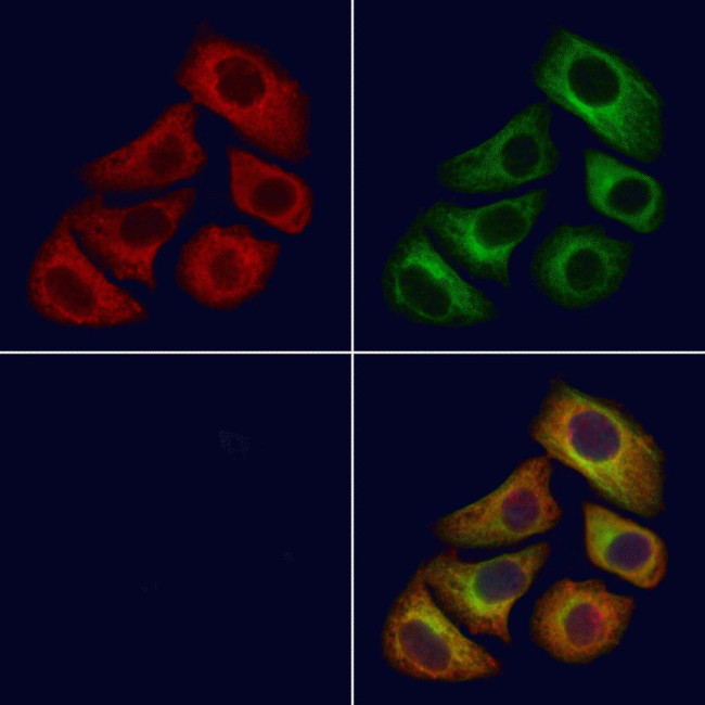 ELSPBP1 Antibody in Immunocytochemistry (ICC/IF)